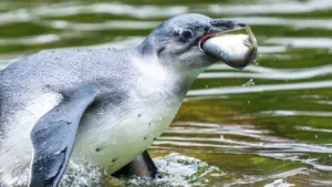 Ein Pinguin taucht mit einem Fisch im Schnabel aus dem Wasser auf.