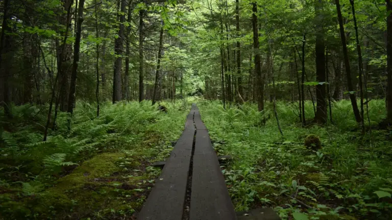 „Rettet unseren Wald!“: Gratis-Escape-Spiel in Regensburg