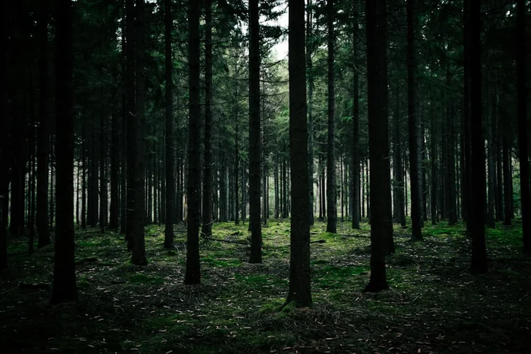 „Rettet unseren Wald!“: Gratis-Escape-Spiel in Regensburg