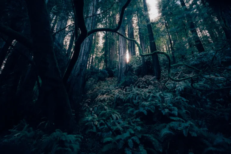 „Rettet unseren Wald!“: Gratis-Escape-Spiel in Regensburg