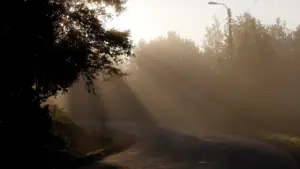 Morgendlicher Schulweg durch einen nebligen Wald mit stimmungsvollem Lichtschein zwischen den Bäumen