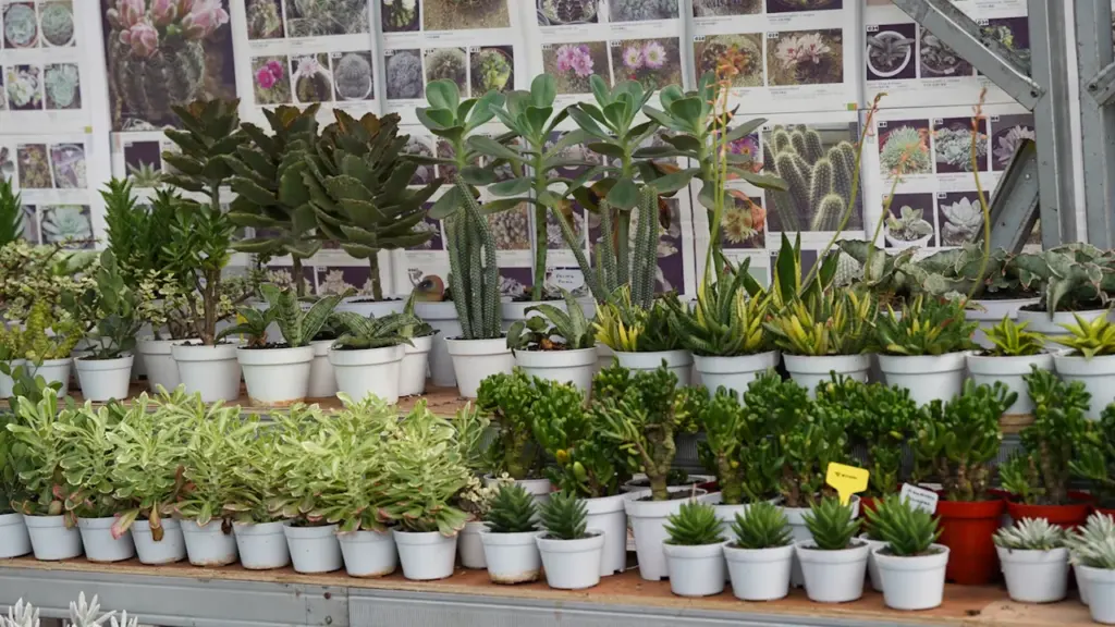 Zahlreiche Sukkulenten in weißen Töpfen vor einer Wand mit botanischen Informationstafeln.