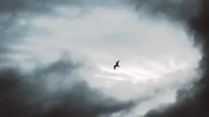Ein einsamer Vogel fliegt durch einen dramatischen, wolkenverhangenen Himmel voller Kontraste.