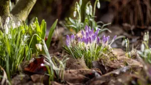 Lila Krokusse und weiße Schneeglöckchen blühen zwischen herbstlichem Laub in einem deutschen Garten.