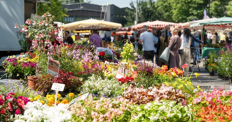Frankfurt: Wochenmarkt Höchst dreimal pro Woche kostenlos