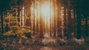 Die tiefstehende Herbstsonne scheint durch die Bäume in einem dichten deutschen Wald.