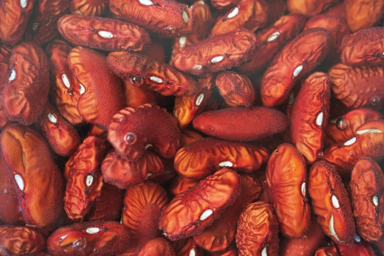 Ofentomaten mit weißen Bohnen vom Blech