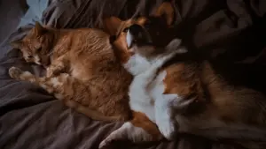 Ein Corgi und eine getigerte Katze schlafen gemeinsam auf einem braunen Textiluntergrund.