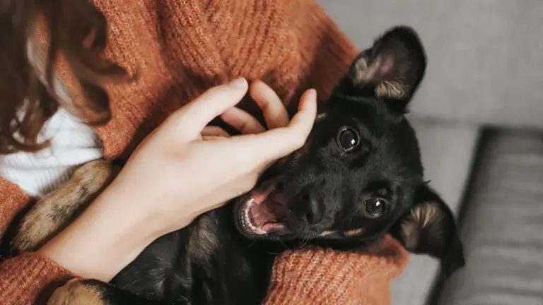 Von einem Hund träumen: Vertrauen und Schutz reflektieren