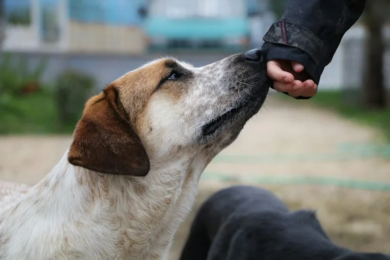 Von einem Hund träumen: Vertrauen und Schutz reflektieren