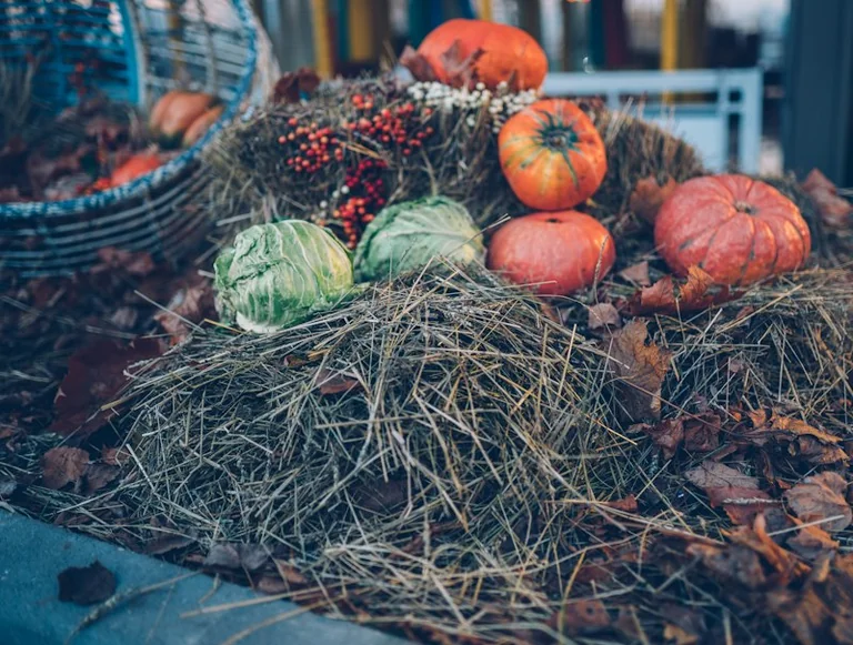 Erntedank 2026: Herbstessen mit weniger Lebensmittelresten