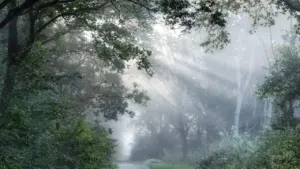 Ein nebliger, geheimnisvoller Waldweg führt tief in das dichte, atmosphärische Grün hinein.